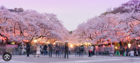 Cherry Blossom Season
